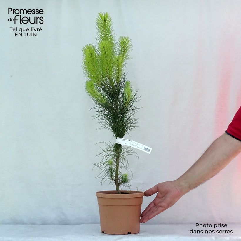 Exemplar von Pinus pinaster - See-Kiefer Topf mit 2L/3L wie im Sommer geliefert