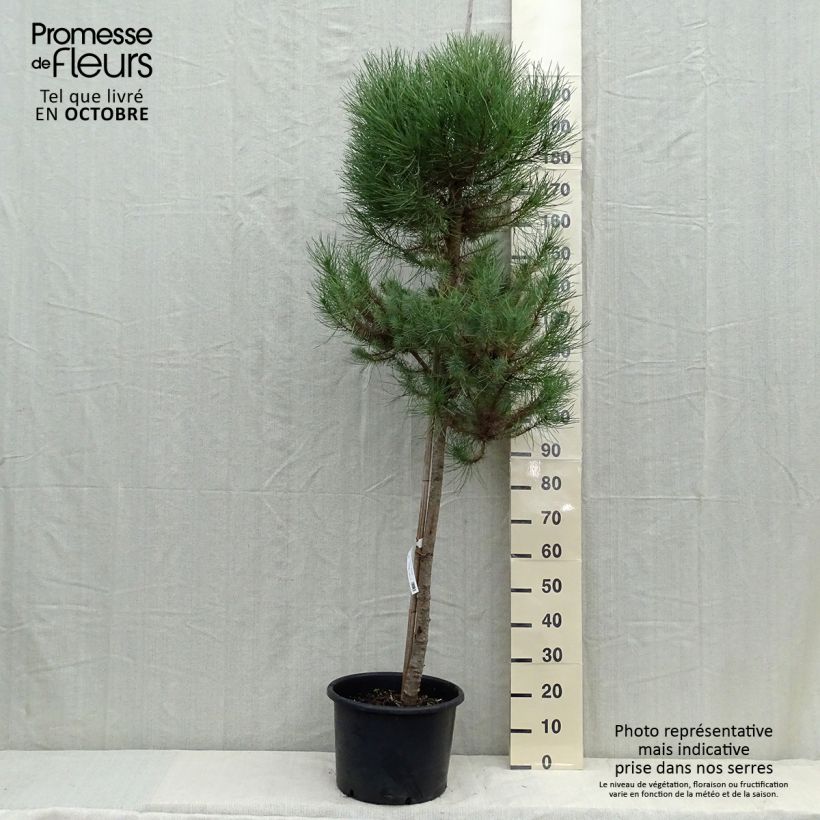 Exemplar von Pinus pinea - Pinie Topf mit 30L/35L wie im Herbst geliefert