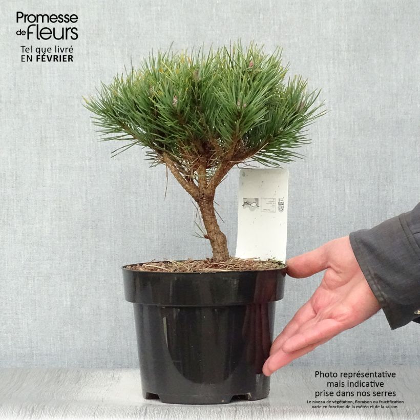 Exemplar von Pinus sylvestris Watereri - Wald-Kiefer Topf mit 2L/3L wie im Winter geliefert