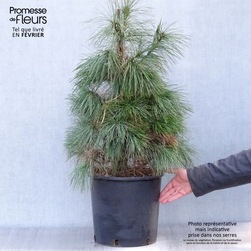 Exemplar von Pinus wallichiana - Himalaya-Kiefer Topf mit 18L/20L wie im Winter geliefert