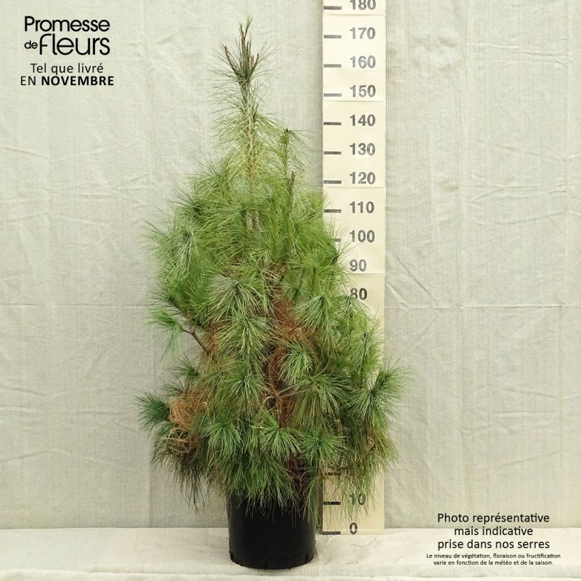 Exemplar von Pinus wallichiana - Himalaya-Kiefer Topf mit 18L/20L wie im Herbst geliefert