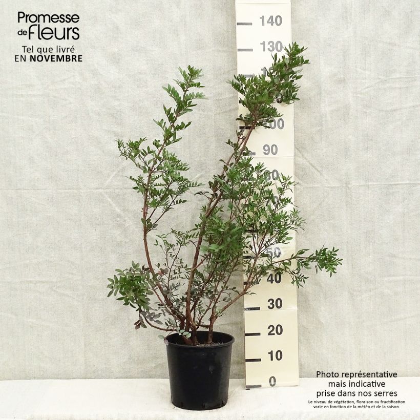 Exemplar von Pistacia lentiscus - Mastixstrauch Topf mit 6L/7L wie im Herbst geliefert