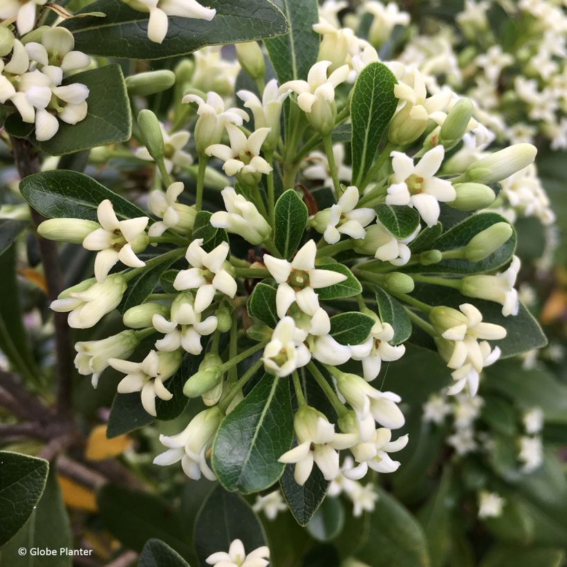 Pittosporum Green Mound - Chinesischer Klebsame (Blüte)