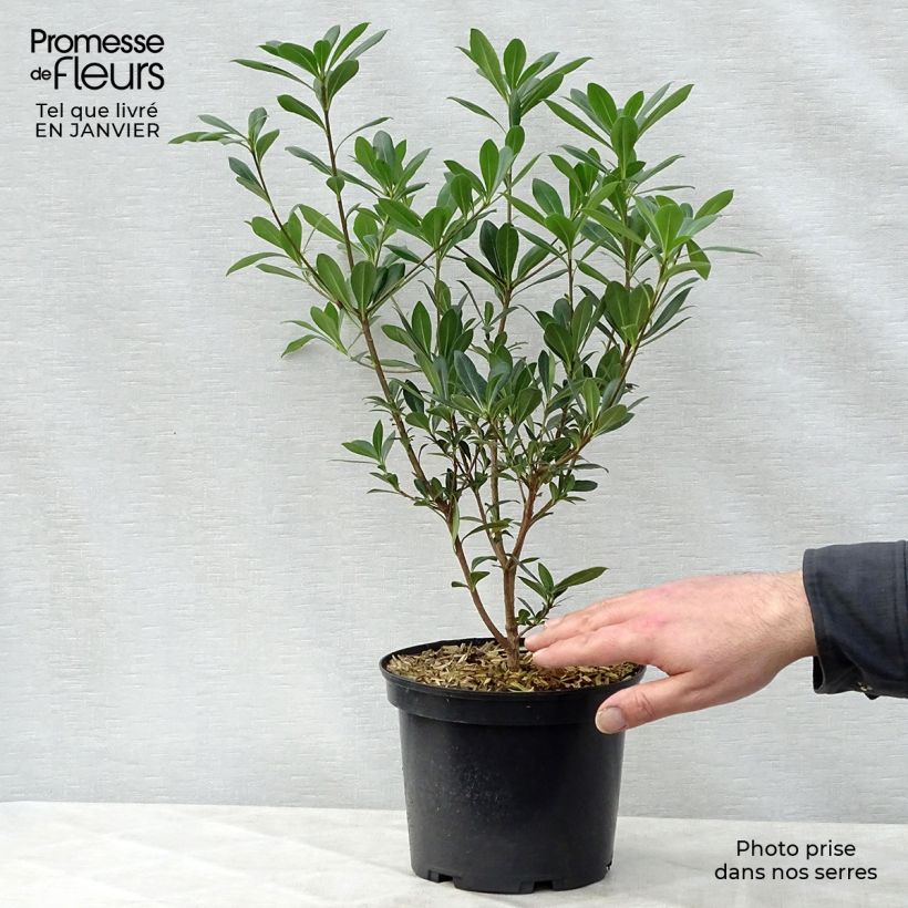Exemplar von Pittosporum heterophyllum Topf mit 2L/3L wie im Winter geliefert