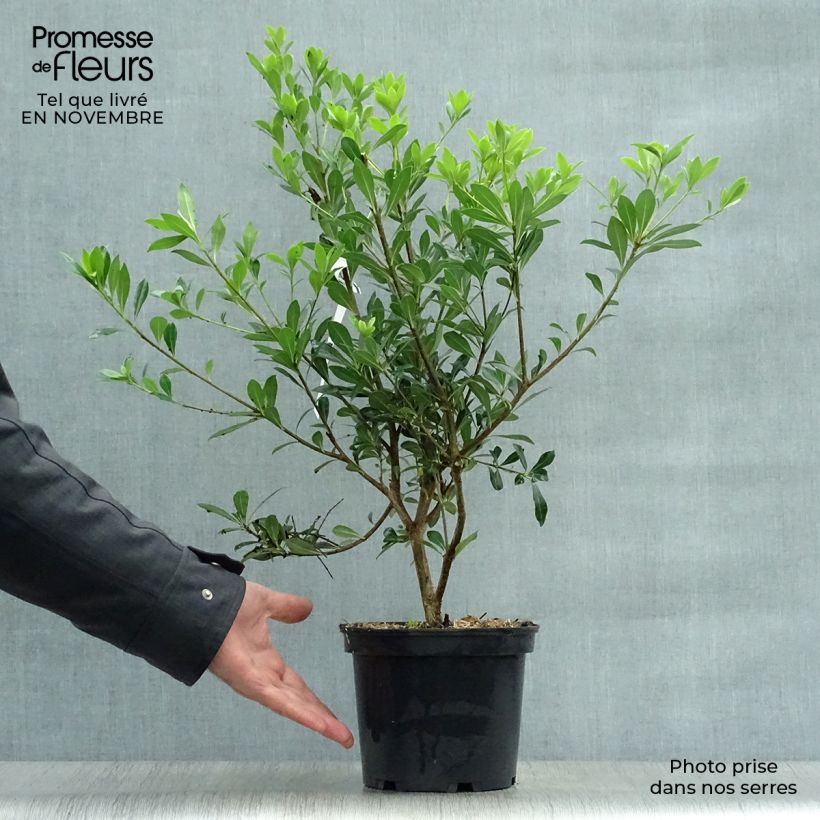 Exemplar von Pittosporum heterophyllum Topf mit 2L/3L wie im Herbst geliefert
