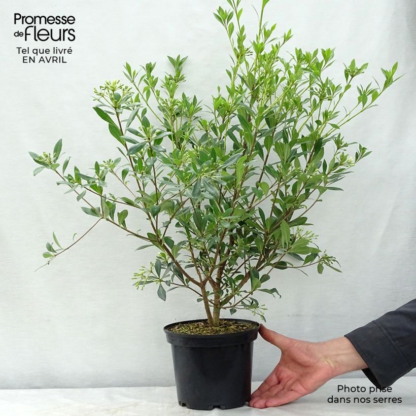 Exemplar von Pittosporum heterophyllum Topf mit 2L/3L wie im Frühjahr geliefert