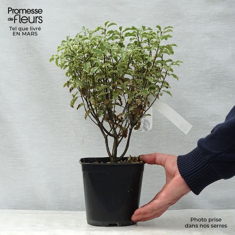 Exemplar von Pittosporum tenuifolium - Schmalblättriger Klebsame Topf mit 2L/3L wie im Frühjahr geliefert