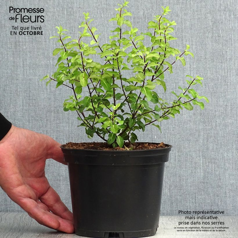 Exemplar von Pittosporum tenuifolium Abbotsbury Gold Topf mit 2L/3L wie im Herbst geliefert
