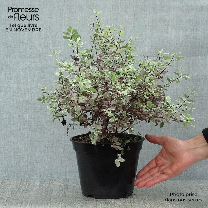 Exemplar von Pittosporum tenuifolium Bannow Bay Topf mit 3L/4L wie im Herbst geliefert