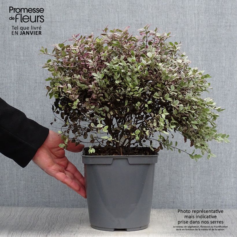 Exemplar von Pittosporum tenuifolium Bannow Bay Topf mit 3L/4L wie im Winter geliefert