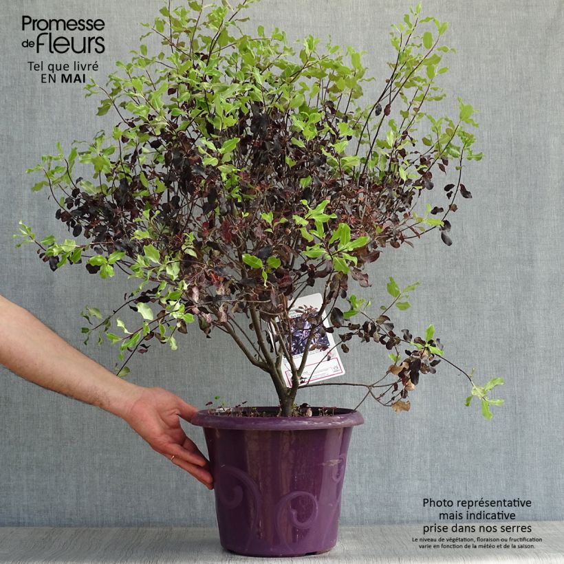 Exemplar von Pittosporum tenuifolium Dark Diva Topf mit 4L/5L wie im Frühjahr geliefert