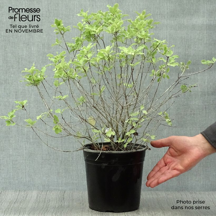 Exemplar von Pittosporum tenuifolium Emerald Dome Topf mit 2L/3L wie im Herbst geliefert