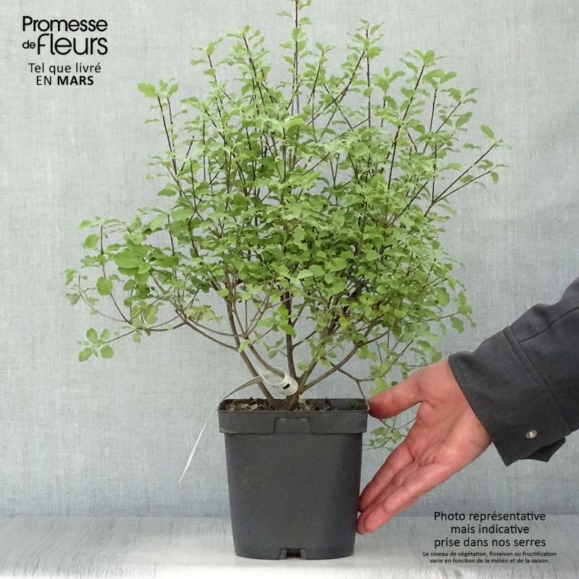 Exemplar von Pittosporum tenuifolium Emerald Dome Topf mit 2L/3L wie im Frühjahr geliefert