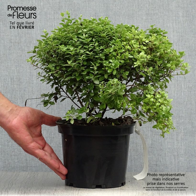 Exemplar von Pittosporum tenuifolium Golf ball Topf mit 2L/3L wie im Herbst geliefert