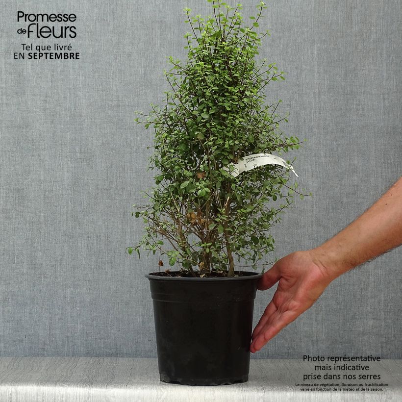 Exemplar von Pittosporum tenuifolium Green elf Topf mit 4L/5L wie im Herbst geliefert