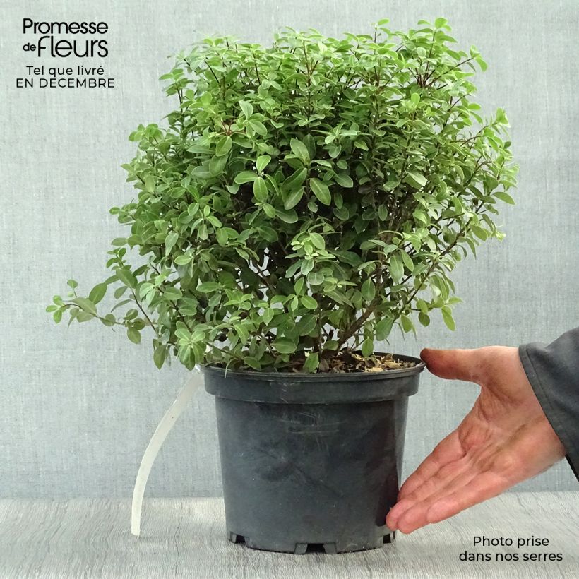 Exemplar von Pittosporum tenuifolium Midget Topf mit 2L/3L wie im Winter geliefert