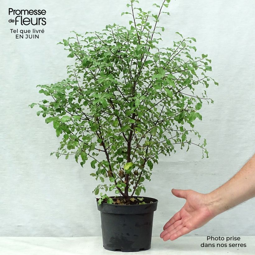Exemplar von Pittosporum tenuifolium - Schmalblättriger Klebsame Topf mit 2L/3L wie im Sommer geliefert