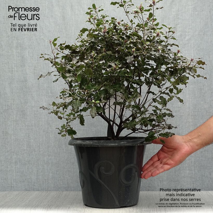 Exemplar von Pittosporum tenuifolium Purpureum Topf mit 7,5L/10L wie im Herbst geliefert