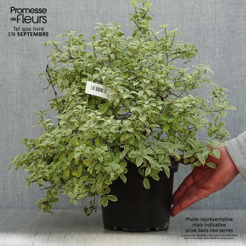 Exemplar von Pittosporum tenuifolium Silver Ball Topf mit 2L/3L wie im Herbst geliefert