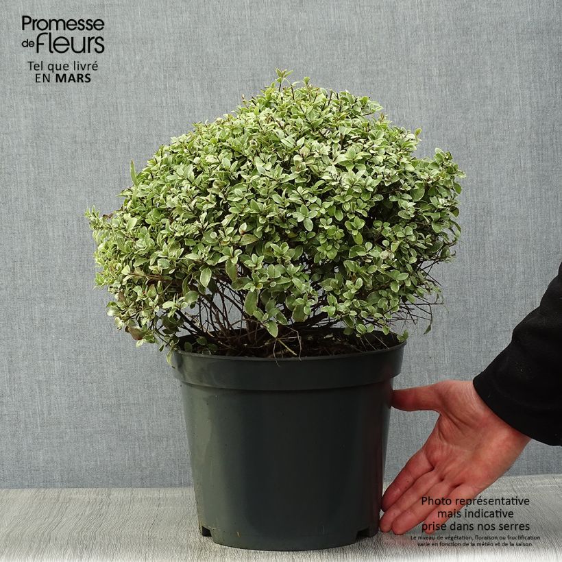 Exemplar von Pittosporum tenuifolium Silver Ball Topf mit 7,5L/10L, Kugel wie im Frühjahr geliefert