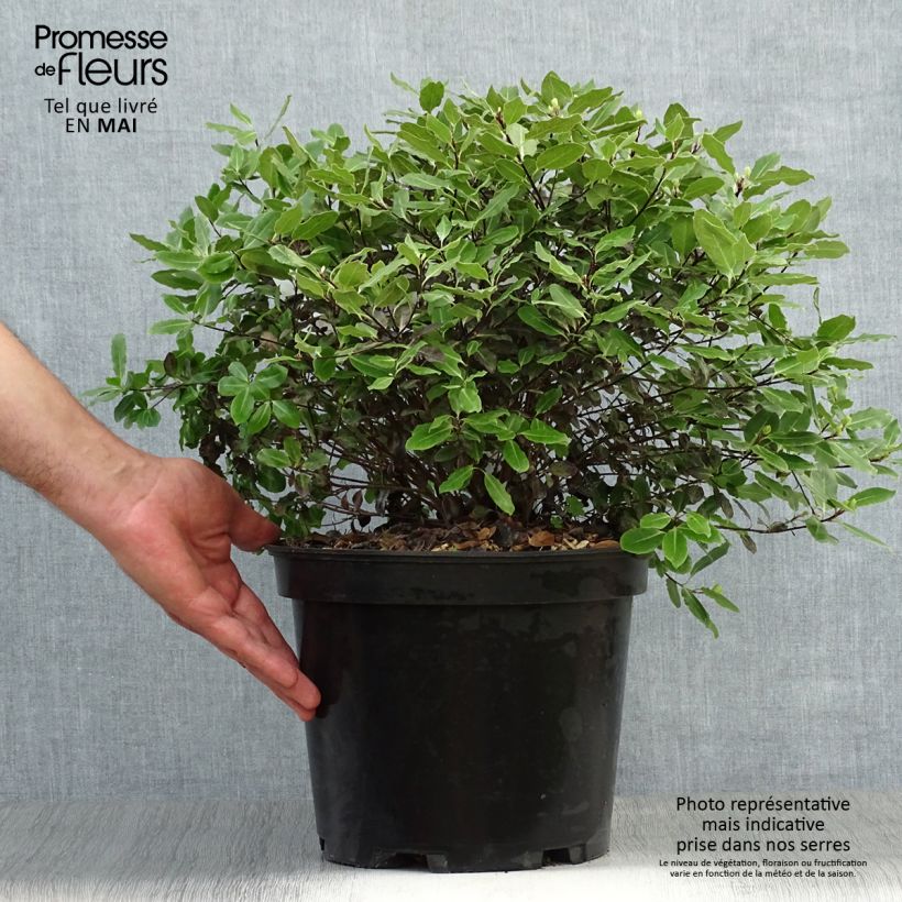 Exemplar von Pittosporum tenuifolium Tom Thumb Topf mit 6L/7L wie im Frühjahr geliefert