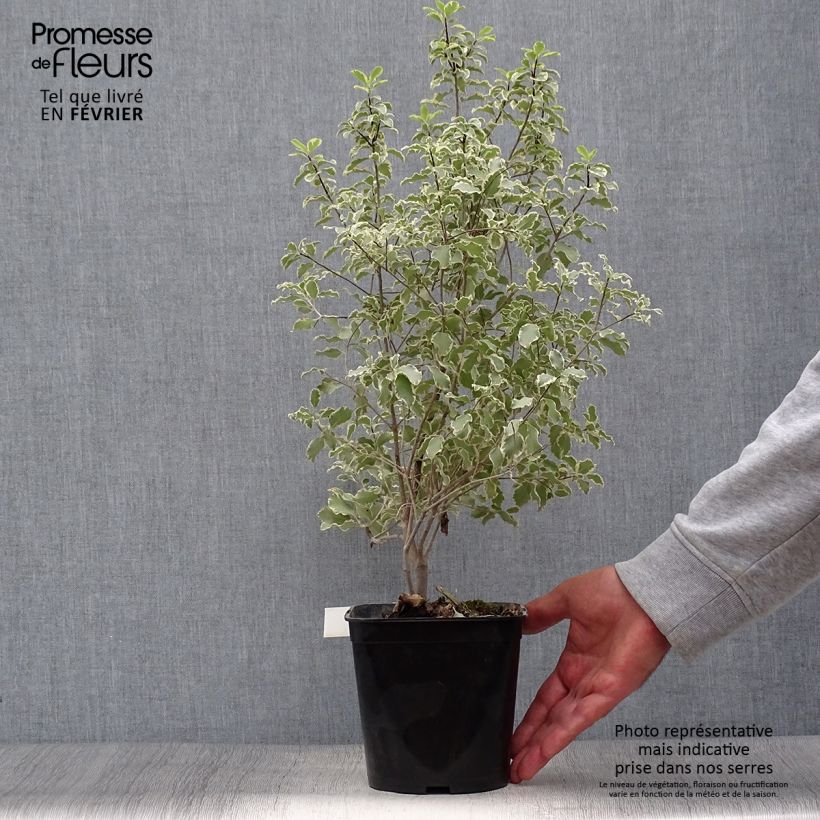 Exemplar von Pittosporum tenuifolium Variegatum Topf mit 2L/3L wie im Herbst geliefert