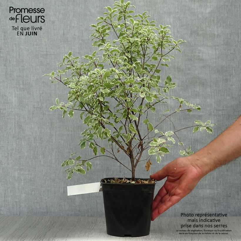 Exemplar von Pittosporum tenuifolium Variegatum Topf mit 2L/3L wie im Sommer geliefert