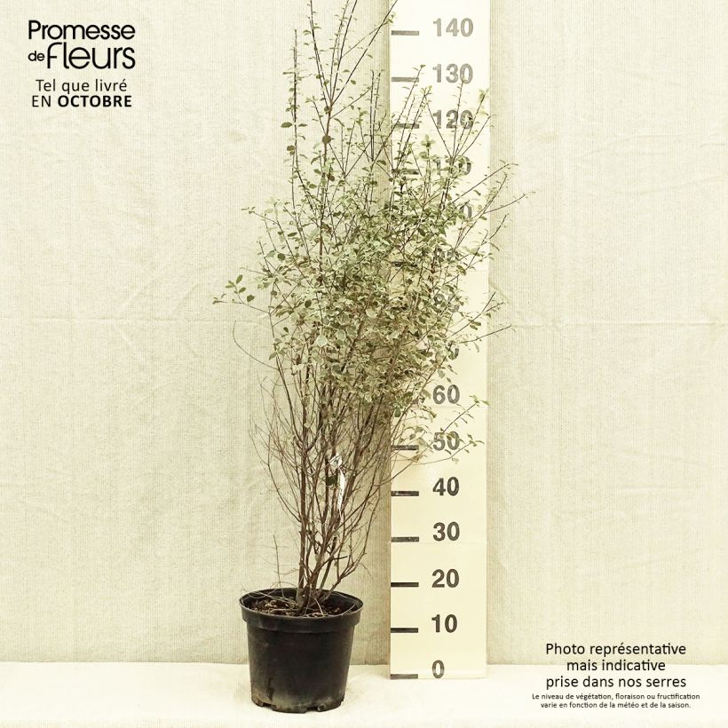 Exemplar von Pittosporum tenuifolium Victoria Topf mit 4L/5L wie im Herbst geliefert