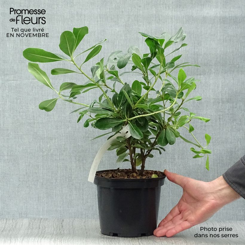 Exemplar von Pittosporum tobira - Chinesischer Klebsame Topf mit 2L/3L wie im Herbst geliefert