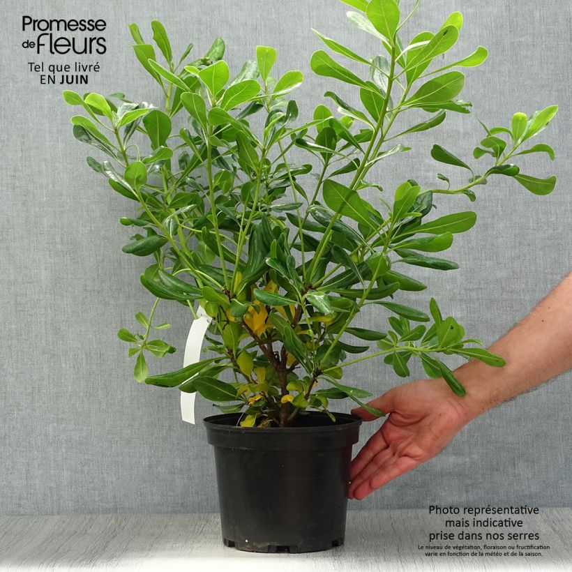 Exemplar von Pittosporum tobira - Chinesischer Klebsame Topf mit 2L/3L wie im Sommer geliefert