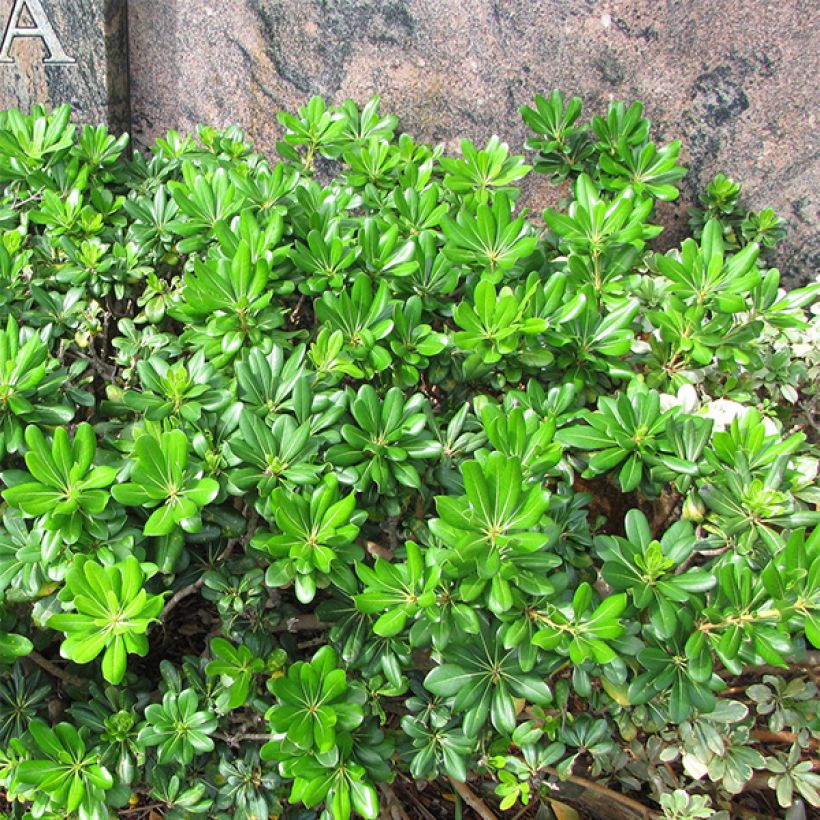 Pittosporum tobira - Chinesischer Klebsame (Hafen)
