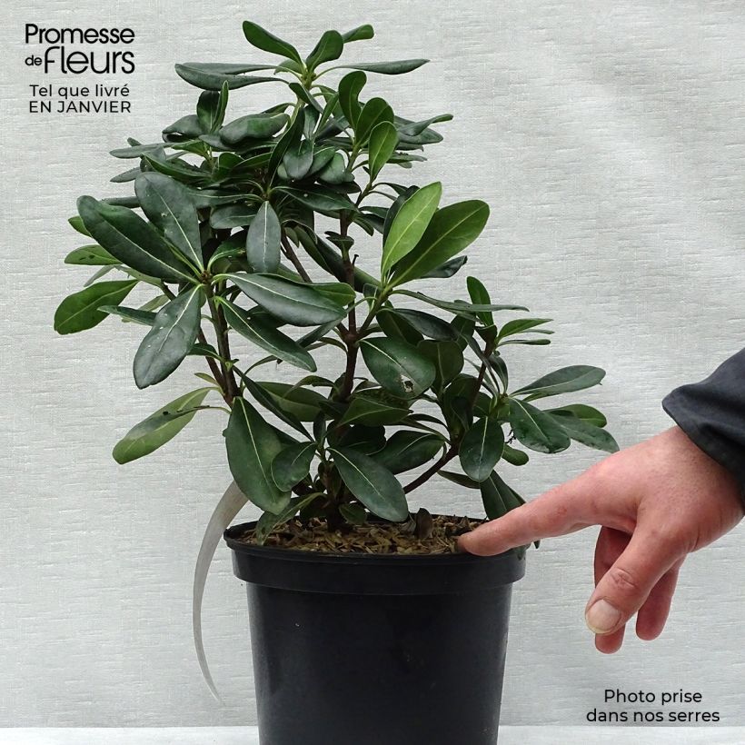 Exemplar von Pittosporum tobira - Chinesischer Klebsame Topf mit 2L/3L wie im Winter geliefert