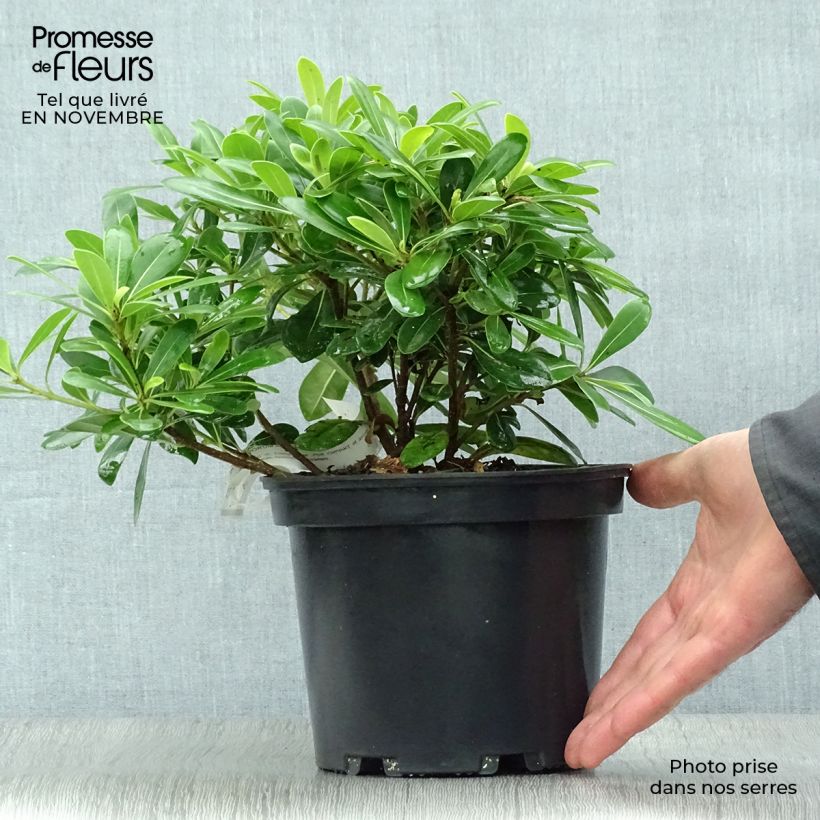 Exemplar von Pittosporum tobira Nanum - Chinesischer Klebsame Topf mit 2L/3L wie im Herbst geliefert