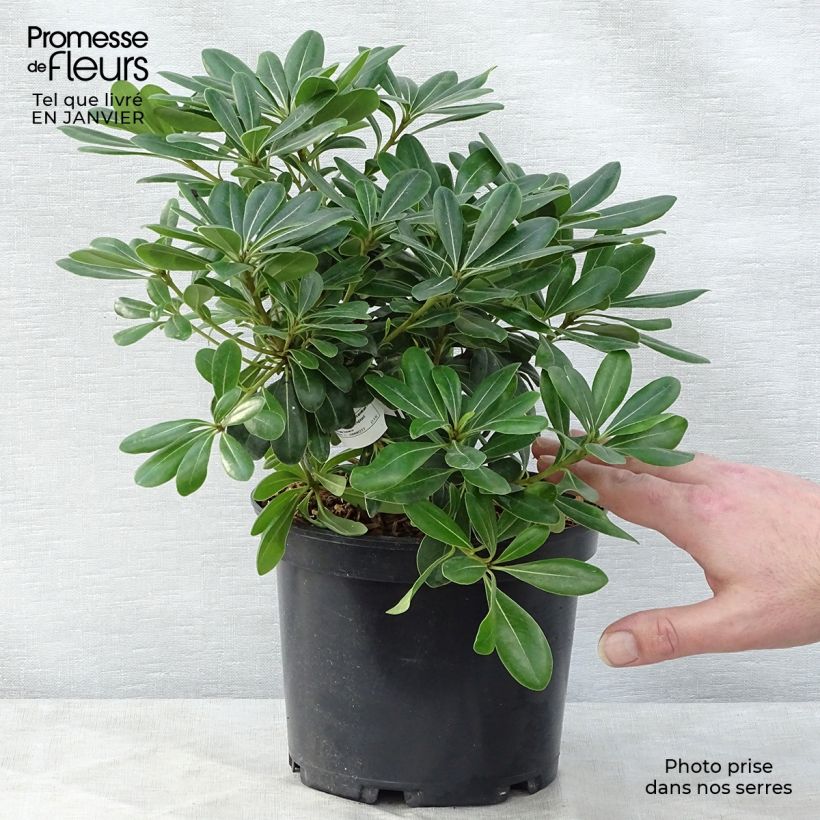 Exemplar von Pittosporum tobira Nanum - Chinesischer Klebsame Topf mit 2L/3L wie im Winter geliefert