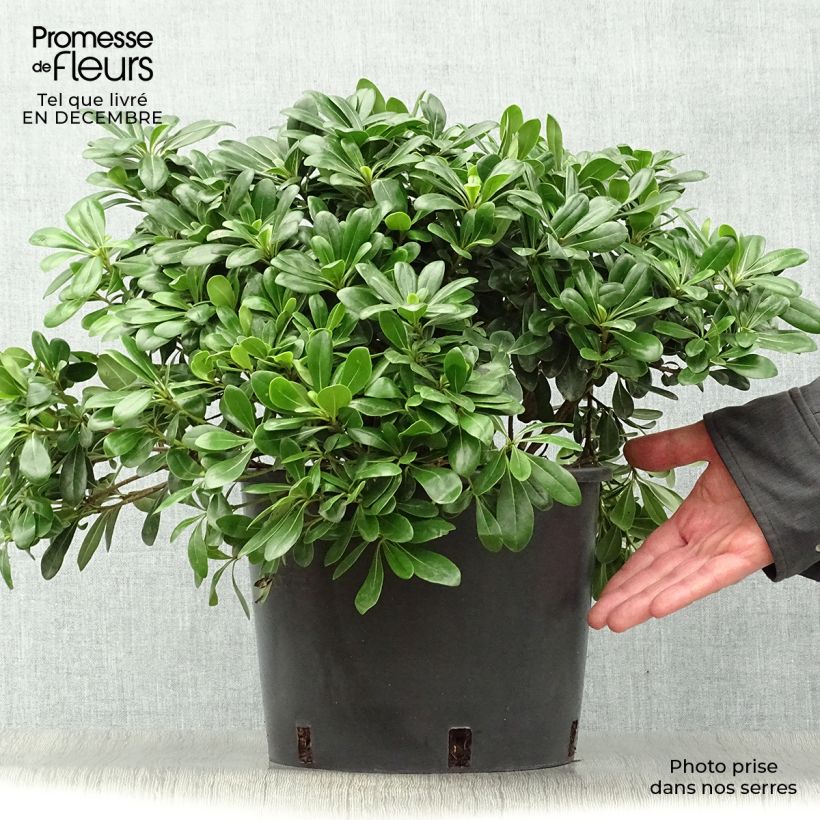 Exemplar von Pittosporum tobira Nanum - Chinesischer Klebsame Topf mit 7,5L/10L wie im Winter geliefert