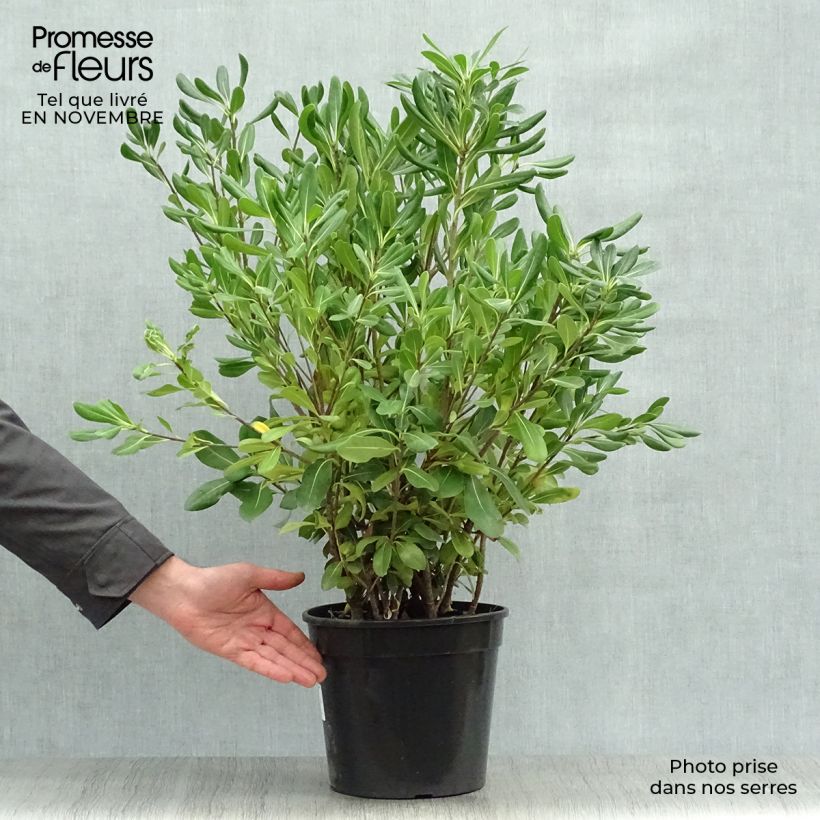 Exemplar von Pittosporum tobira - Chinesischer Klebsame Topf mit 7,5L/10L wie im Herbst geliefert