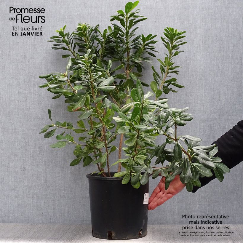 Exemplar von Pittosporum tobira - Chinesischer Klebsame Topf mit 7,5L/10L wie im Winter geliefert