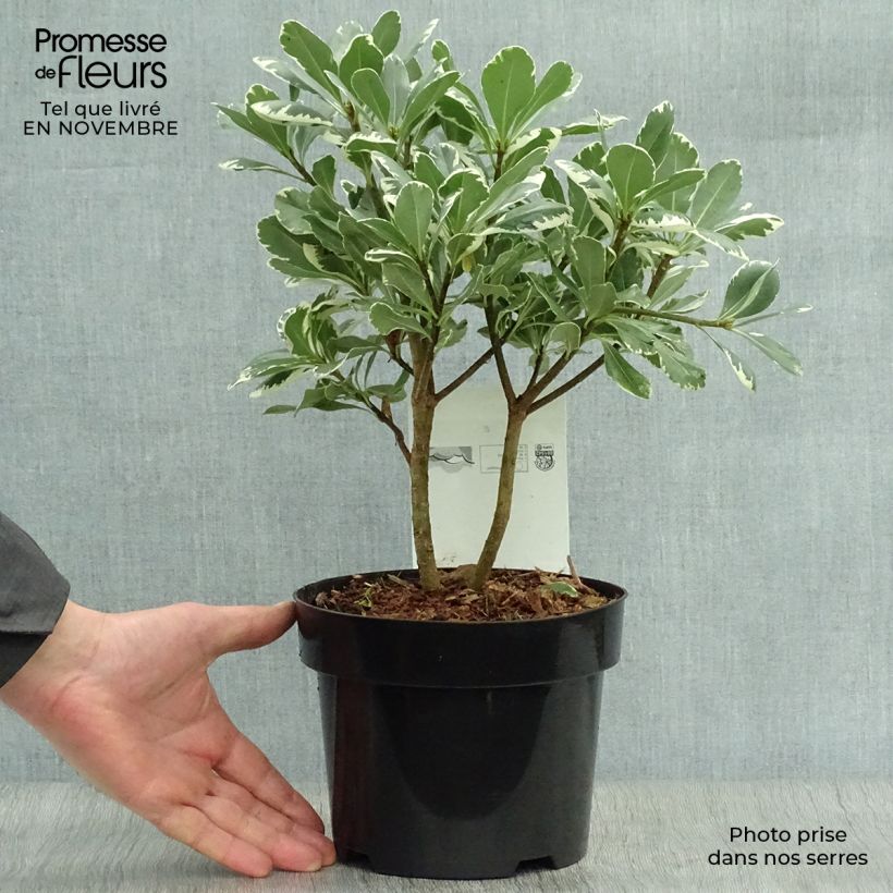 Exemplar von Pittosporum tobira Variegatum - Chinesischer Klebsame Topf mit 2L/3L wie im Herbst geliefert