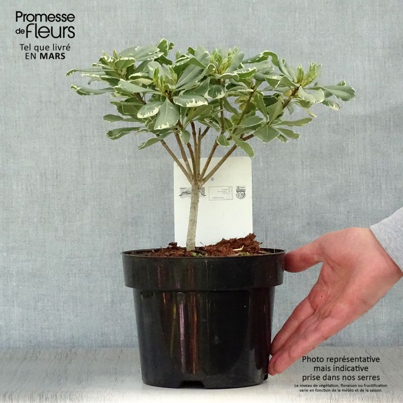 Exemplar von Pittosporum tobira Variegatum - Chinesischer Klebsame Topf mit 2L/3L wie im Frühjahr geliefert