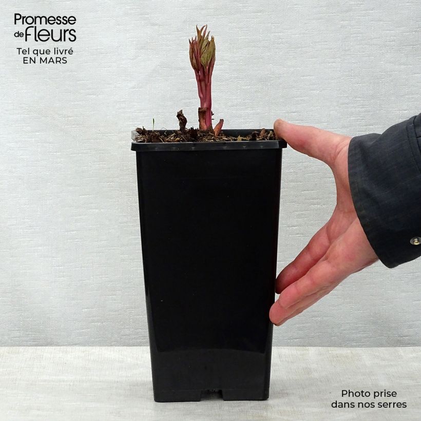 Exemplar von Paeonia lactiflora Claire de Lune - Edel-Pfingstrosen Topf mit 3L/4L wie im Frühjahr geliefert