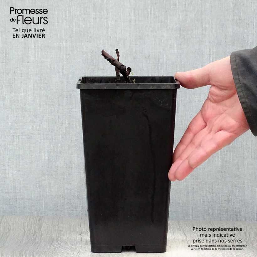 Exemplar von Paeonia Itoh Bartzella Topf mit 3L/4L wie im Winter geliefert