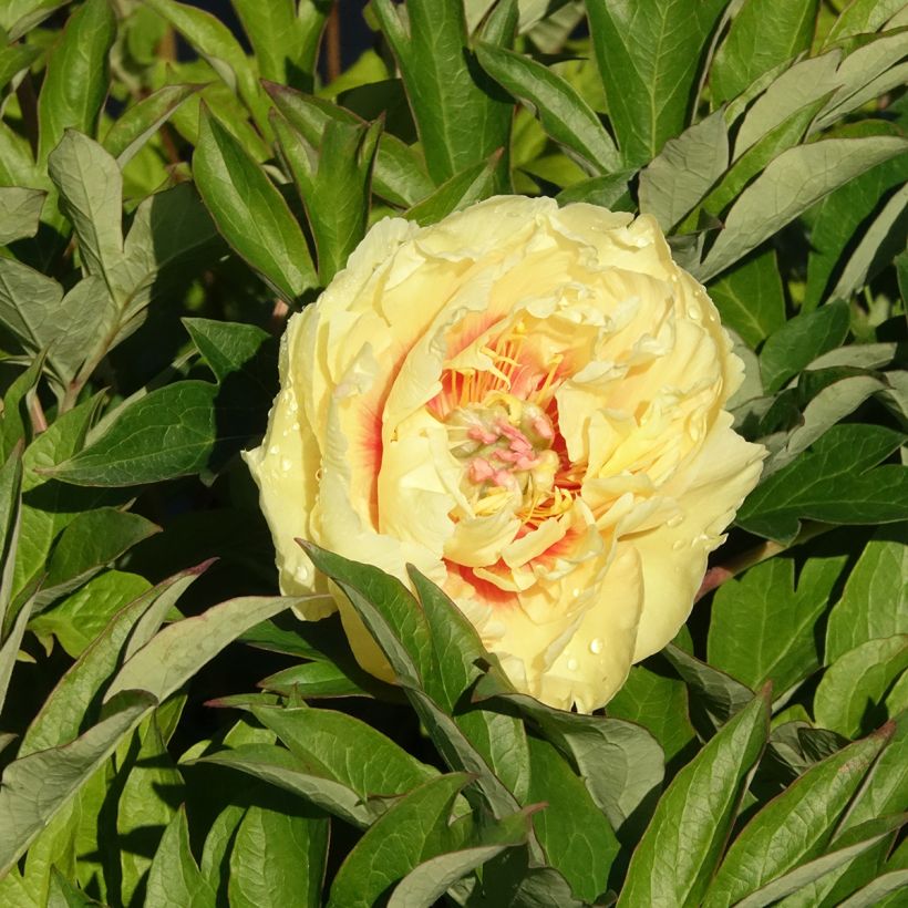 Paeonia Itoh Bartzella (Blüte)