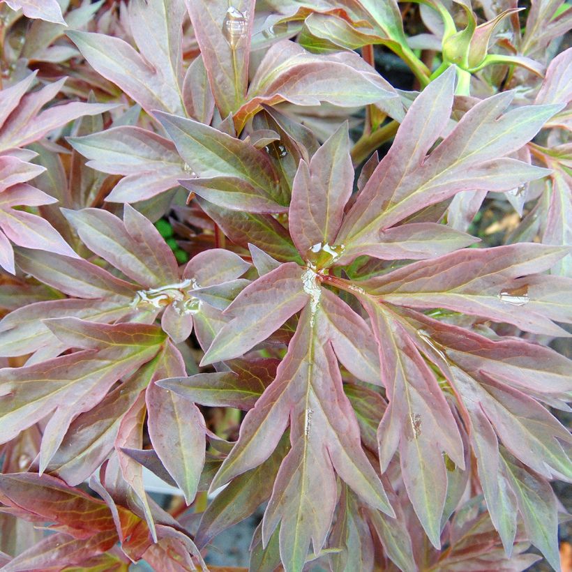 Paeonia Itoh Bartzella (Laub)
