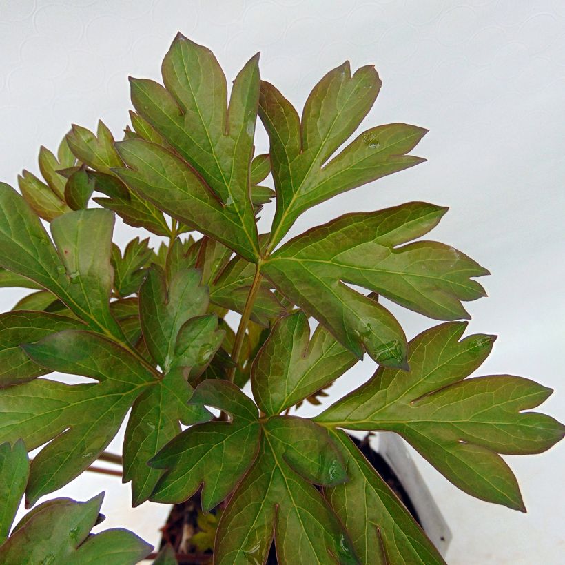 Paeonia Itoh Canary Brillant (Laub)