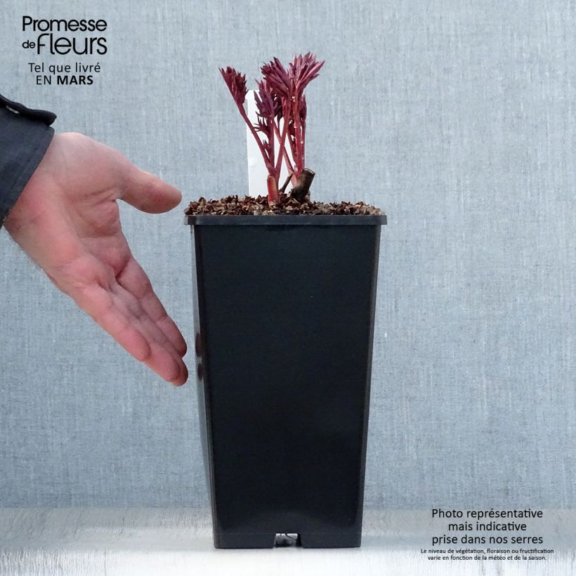 Exemplar von Paeonia Itoh Pink Ardour Topf mit 3L/4L wie im Frühjahr geliefert