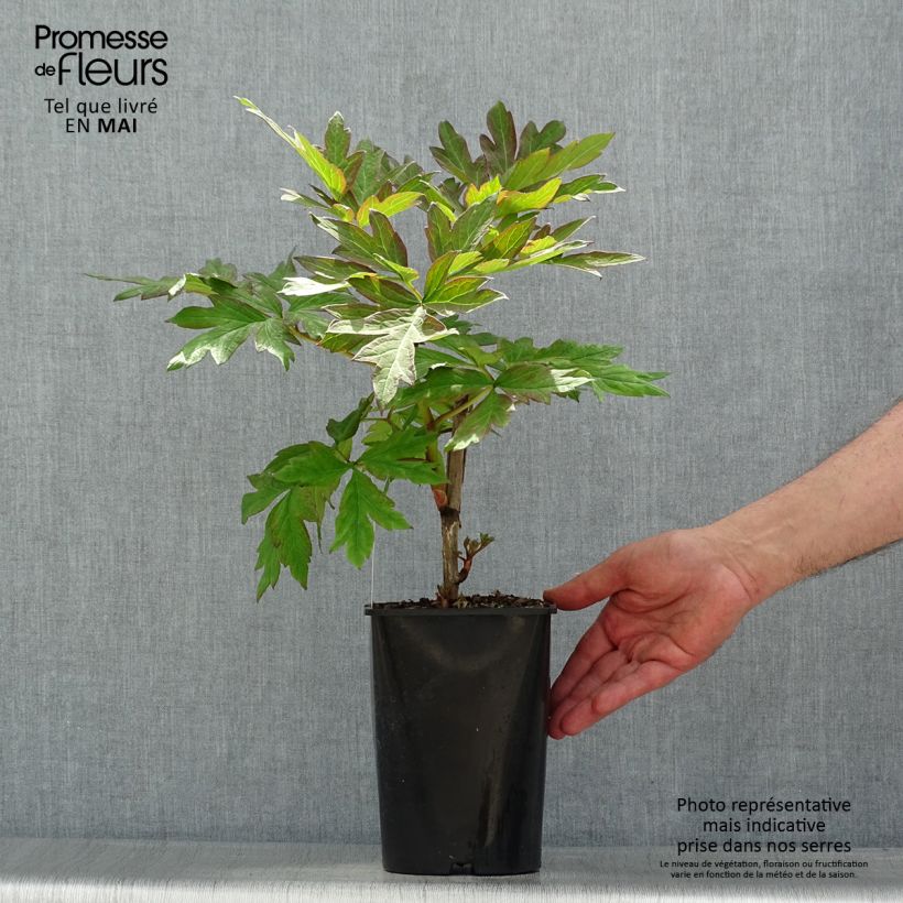 Exemplar von Paeonia lutea Hai Huang - Strauch-Pfingstrose Topf mit 3L/4L wie im Frühjahr geliefert