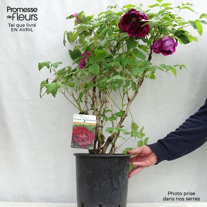 Exemplar von Paeonia suffruticosa Wu Jin Yao Hui - Strauch-Pfingstrose Topf mit 6L/7L wie im Frühjahr geliefert