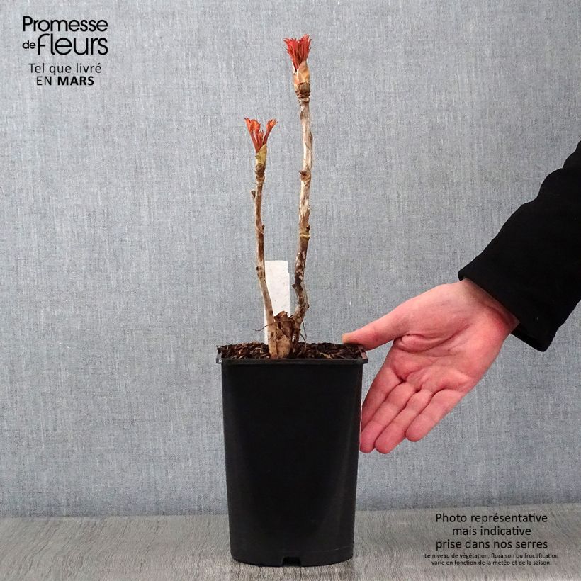 Exemplar von Paeonia suffruticosa Xue Ta - Strauch-Pfingstrose Topf mit 2L/3L wie im Winter geliefert