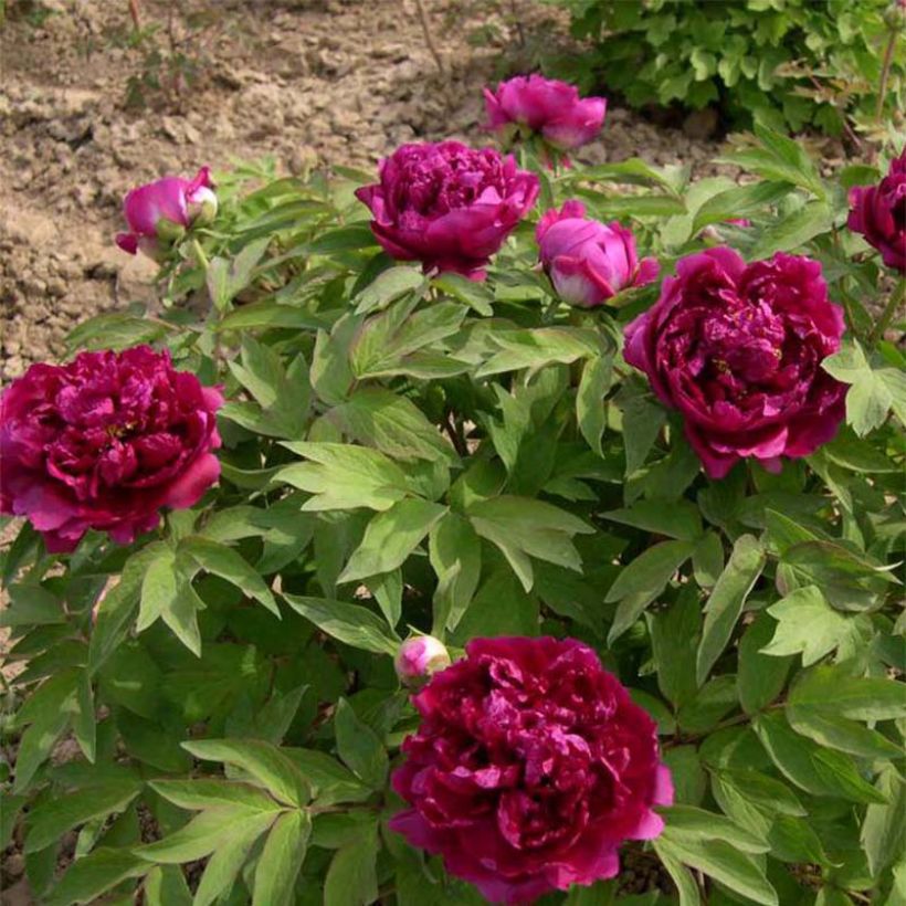 Paeonia suffruticosa Bai Yuan Hong Xia - Strauch-Pfingstrose (Hafen)