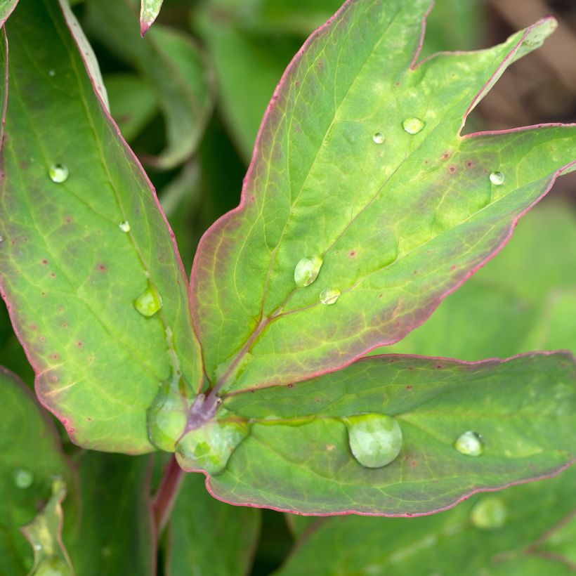 Paeonia suffruticosa Lan Bao Shi - Strauch-Pfingstrose (Laub)
